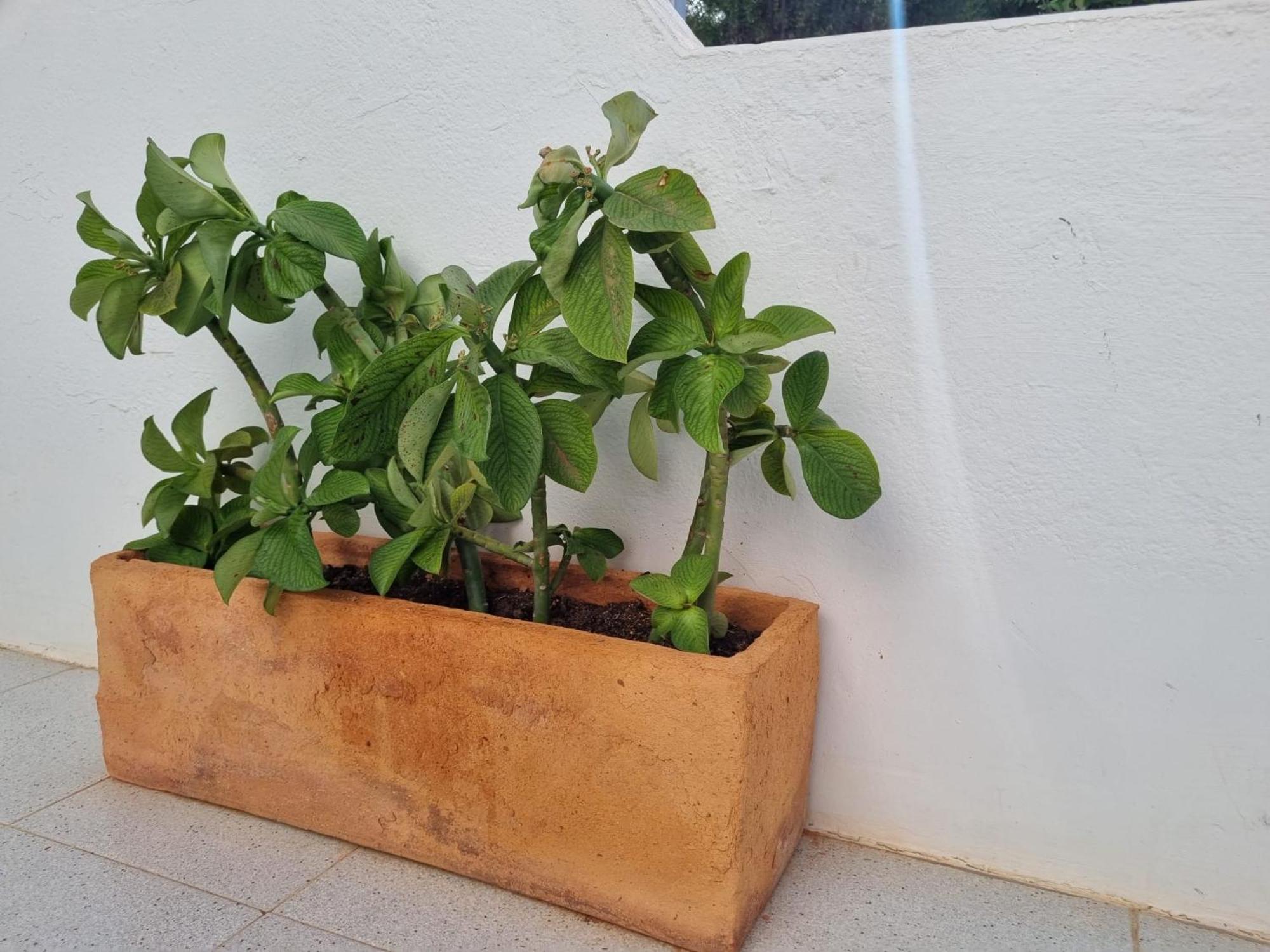 La Casa De Las Palomitas コラレホ エクステリア 写真